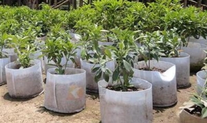 無紡布種植袋優(yōu)缺點全方面盤點